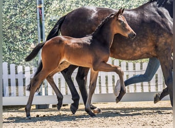 Westphalian, Stallion, , Bay-Dark