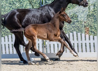 Westphalian, Stallion, Foal (03/2026), Bay-Dark