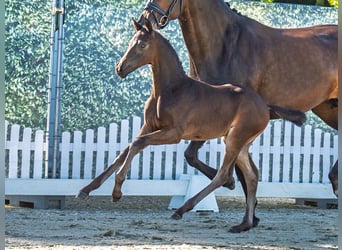 Westphalian, Stallion, , Bay-Dark