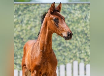 Westphalian, Stallion, Foal (05/2026), Bay-Dark