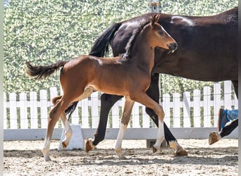 Westphalian, Stallion, , Bay-Dark