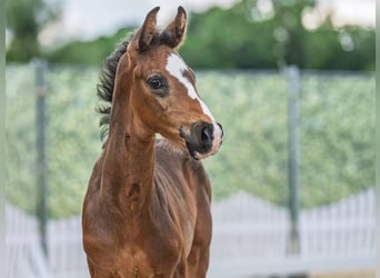 Westphalian, Stallion, , Bay-Dark