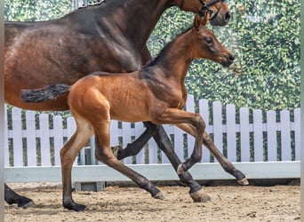 Westphalian, Stallion, , Bay-Dark