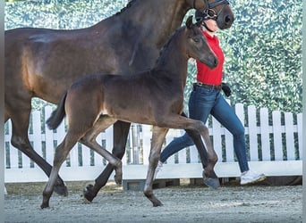 Westphalian, Stallion, , Bay-Dark