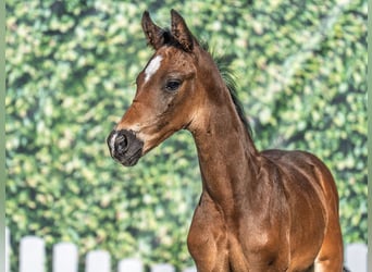 Westphalian, Stallion, , Bay-Dark