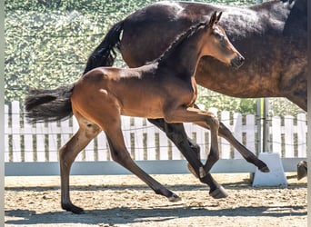 Westphalian, Stallion, , Bay-Dark
