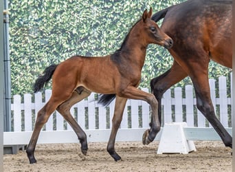 Westphalian, Stallion, , Bay-Dark