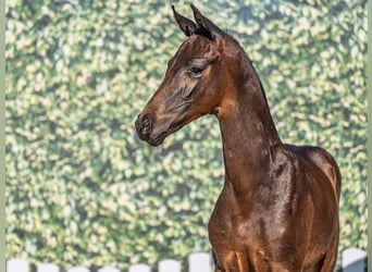 Westphalian, Stallion, , Bay-Dark