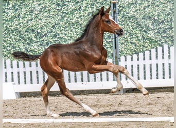 Westphalian, Stallion, , Bay-Dark