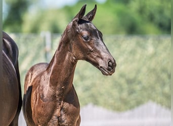 Westphalian, Stallion, , Bay-Dark