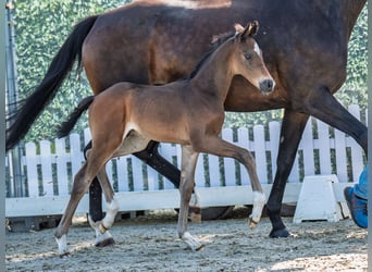 Westphalian, Stallion, , Bay-Dark