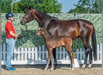 Westphalian, Stallion, , Bay-Dark