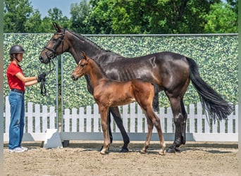 Westphalian, Stallion, , Bay-Dark