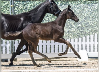 Westphalian, Stallion, , Bay-Dark