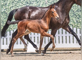 Westphalian, Stallion, , Bay-Dark