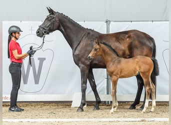 Westphalian, Stallion, Foal (05/2024), Bay-Dark