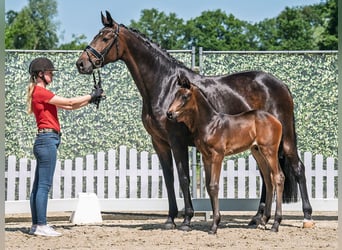 Westphalian, Stallion, , Bay-Dark