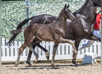 Westphalian, Stallion, , Bay-Dark