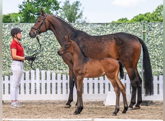 Westphalian, Stallion, , Bay-Dark
