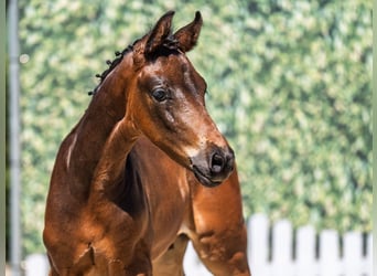 Westphalian, Stallion, , Bay-Dark