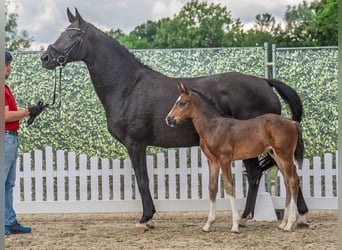 Westphalian, Stallion, , Bay-Dark