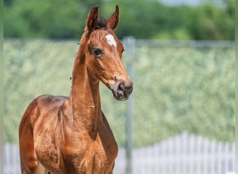 Westphalian, Stallion, , Bay-Dark