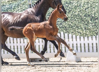 Westphalian, Stallion, , Bay-Dark