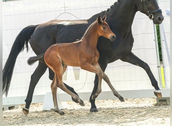 Westphalian, Stallion, Foal (05/2024), Bay-Dark