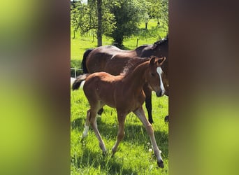 Westphalian, Stallion, Foal (03/2026), Bay-Dark