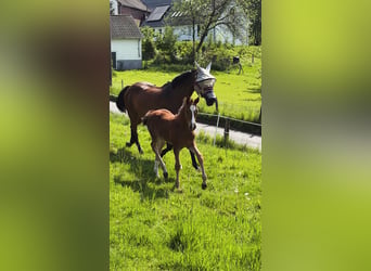 Westphalian, Stallion, Foal (03/2026), Bay-Dark
