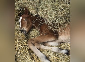 Westphalian, Stallion, Foal (03/2026), Bay-Dark