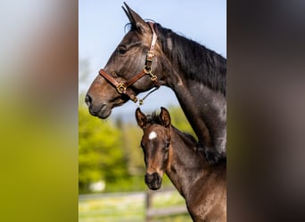 Westphalian, Stallion, Foal (03/2026), Bay-Dark