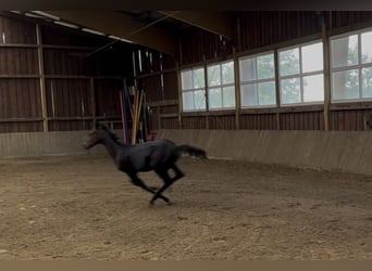 Westphalian, Stallion, Foal (03/2026), Bay-Dark