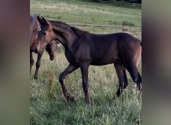 Westphalian, Stallion, Foal (03/2026), Bay-Dark