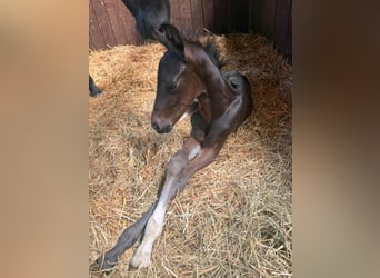 Westphalian, Stallion, Foal (05/2026), Bay-Dark