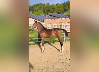 Westphalian, Stallion, Foal (04/2023), Bay-Dark
