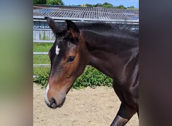 Westphalian, Stallion, Foal (04/2023), Bay-Dark