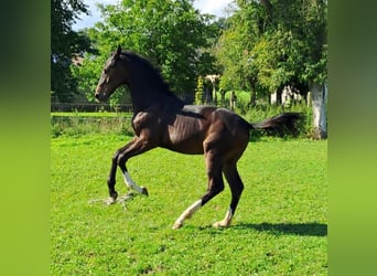 Westphalian, Stallion, Foal (04/2023), Bay-Dark