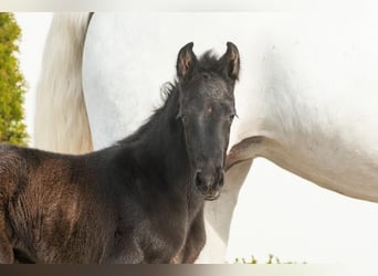 Westphalian, Stallion, Foal (03/2024), Bay-Dark