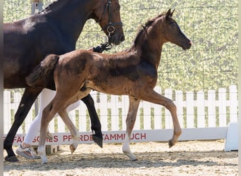 Westphalian, Stallion, Foal (04/2026), Bay-Dark