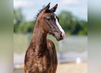 Westphalian, Stallion, Foal (04/2026), Bay-Dark