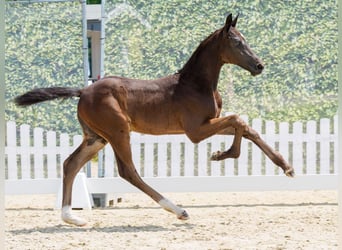 Westphalian, Stallion, Foal (04/2026), Bay-Dark