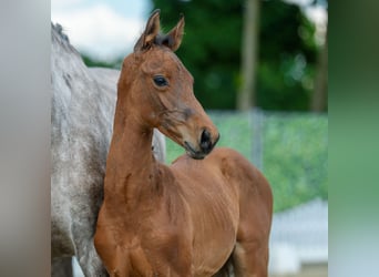 Westphalian, Stallion, Foal (04/2026), Bay-Dark