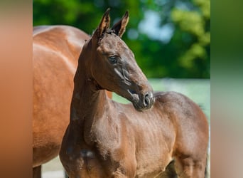 Westphalian, Stallion, Foal (05/2026), Bay-Dark