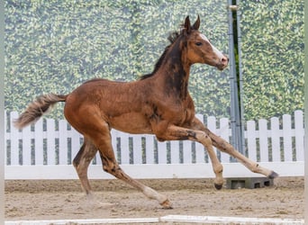 Westphalian, Stallion, Foal (04/2026), Bay-Dark