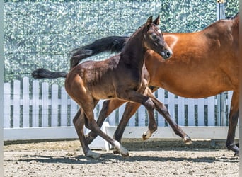 Westphalian, Stallion, , Bay-Dark
