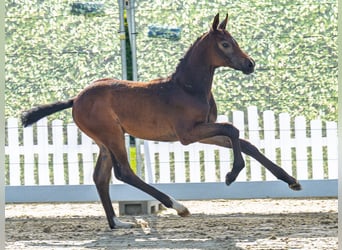 Westphalian, Stallion, Foal (05/2025), Bay-Dark