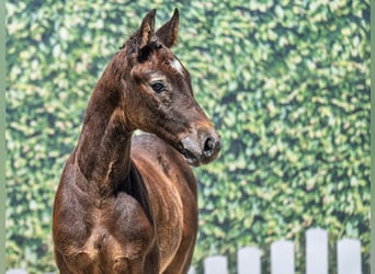 Westphalian, Stallion, , Bay-Dark