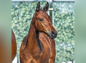 Westphalian, Stallion, Foal (05/2025), Bay-Dark