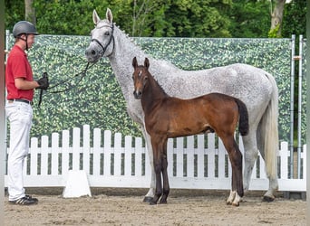 Westphalian, Stallion, Foal (05/2025), Bay-Dark